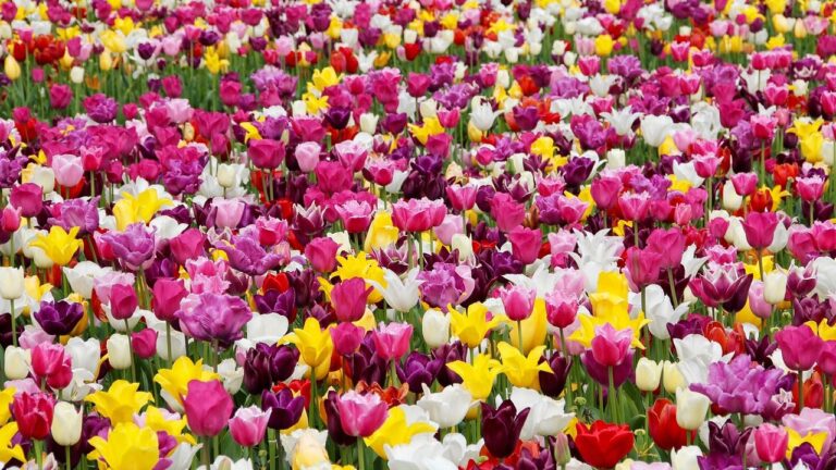 6 Common Plants That Are Toxic to Dogs