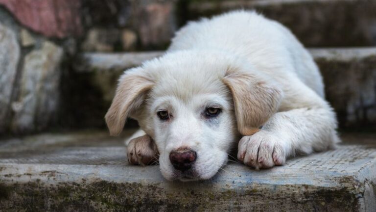 What Your Dog Is Really Saying When They Withdraw Before Crossing the Rainbow Bridge