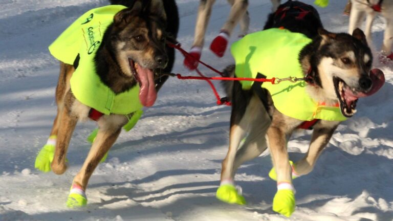 9 Quick Hacks to Keep Your Dog's Paws Healthy and Protected Year-Round