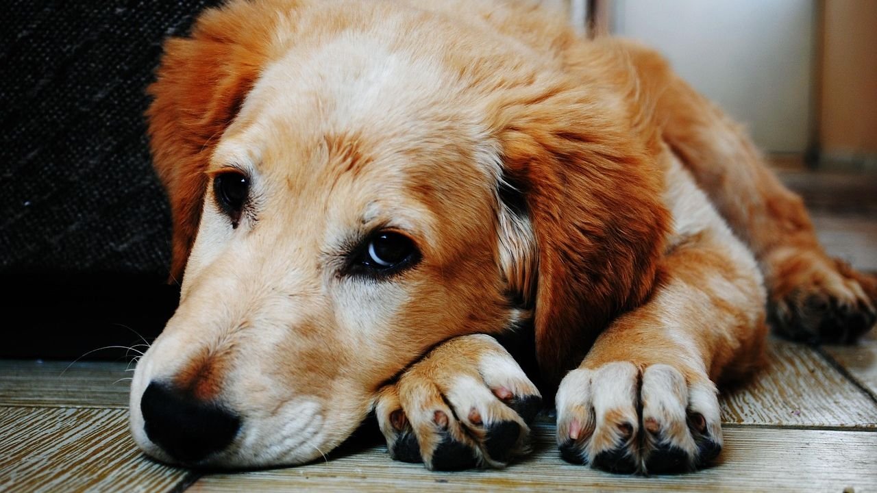 Why Dogs Seek Solitude When Their Time is Near: Understanding Their Final Goodbye