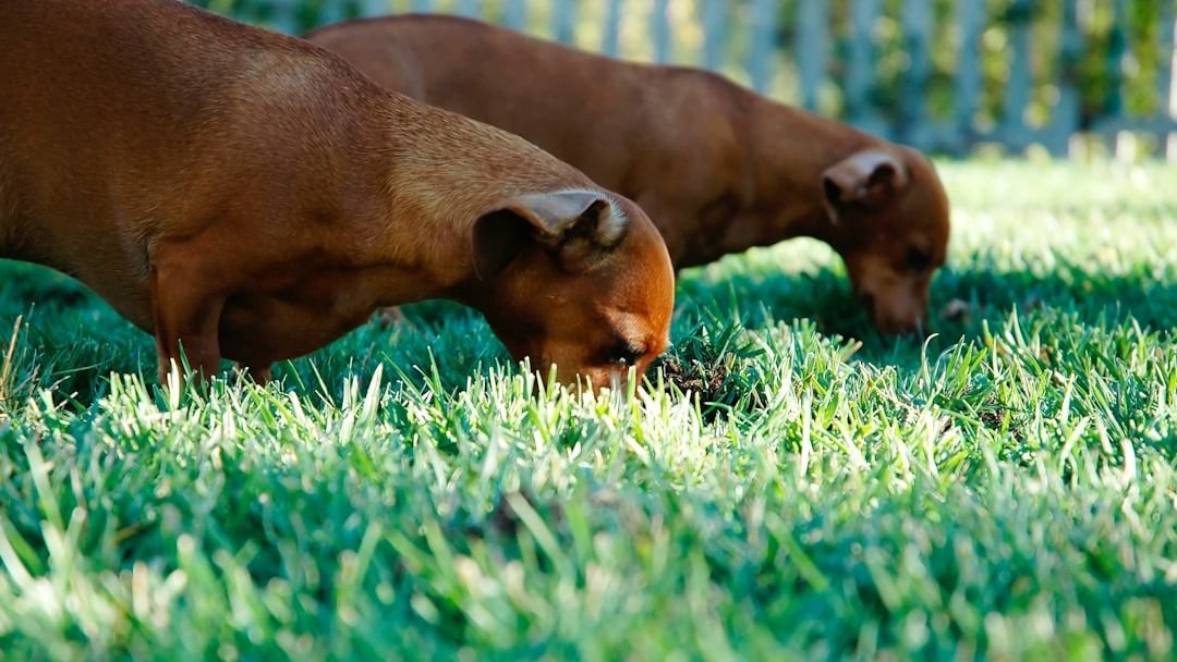 Why Do Dogs Eat Grass? Unraveling This Common Canine Mystery