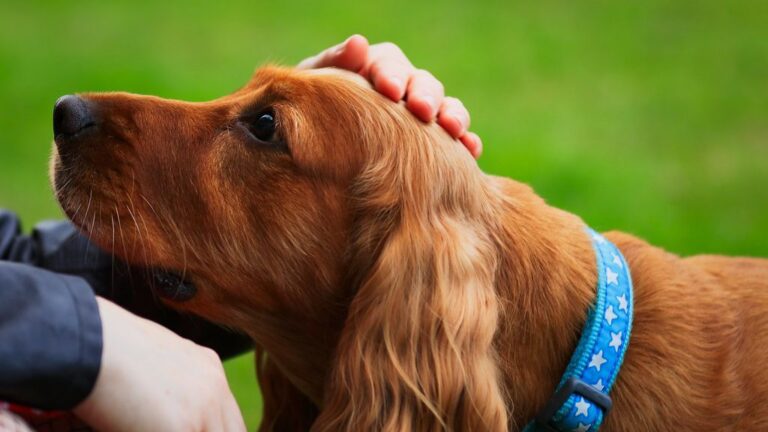 Why Some Experts Say Dog Hugs Are a Form of Domination (Seriously?)