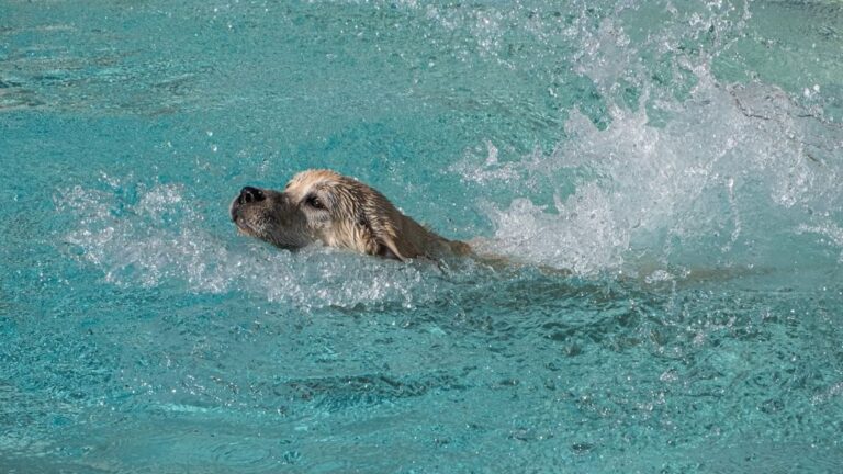 What's the Best Way to Exercise My Senior Dog Safely and Effectively?