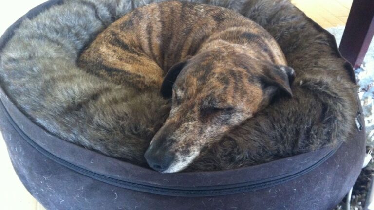 Why Do Dogs Circle Before Lying Down?