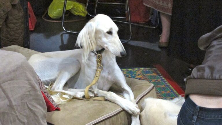 Some Dog Breeds Are Surprisingly Shy: What to Look For and How to Help