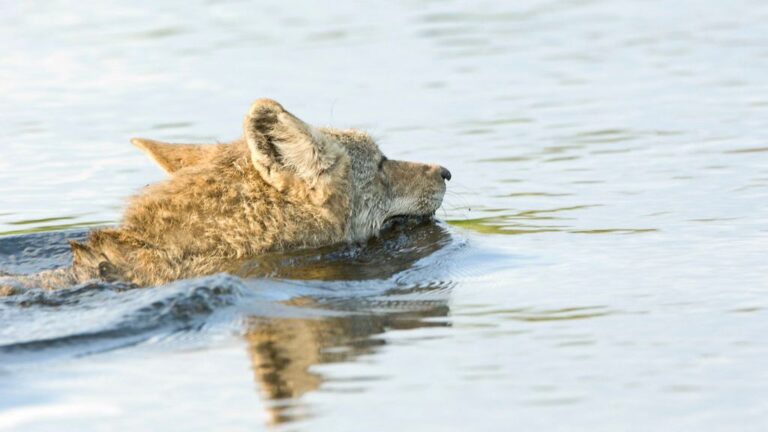Coyote Scrambles Onto Alcatraz Island After Perilous, Never-Before-Seen Swim