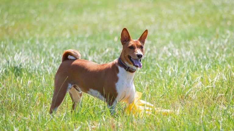 8 Dog Breeds Best Suited For Florida (And 10 You Should Avoid)