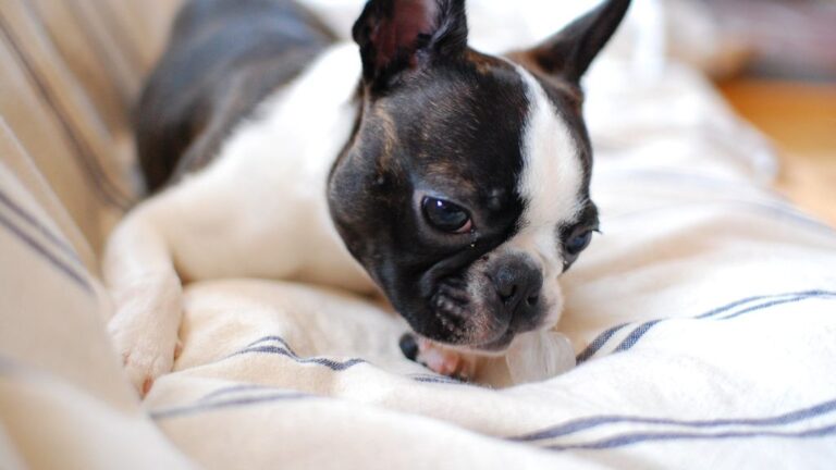 10 Most Popular And Low Maintenance Dog Breeds in The USA