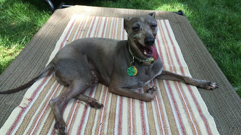 10 Best Small Dog Breeds For Those Wanting Low Maintenance Lap Dogs