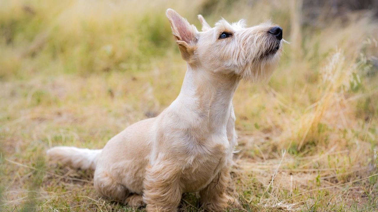 10 Dog Breeds Too Stubborn For Obedience Training (And 5 Eager to Please)