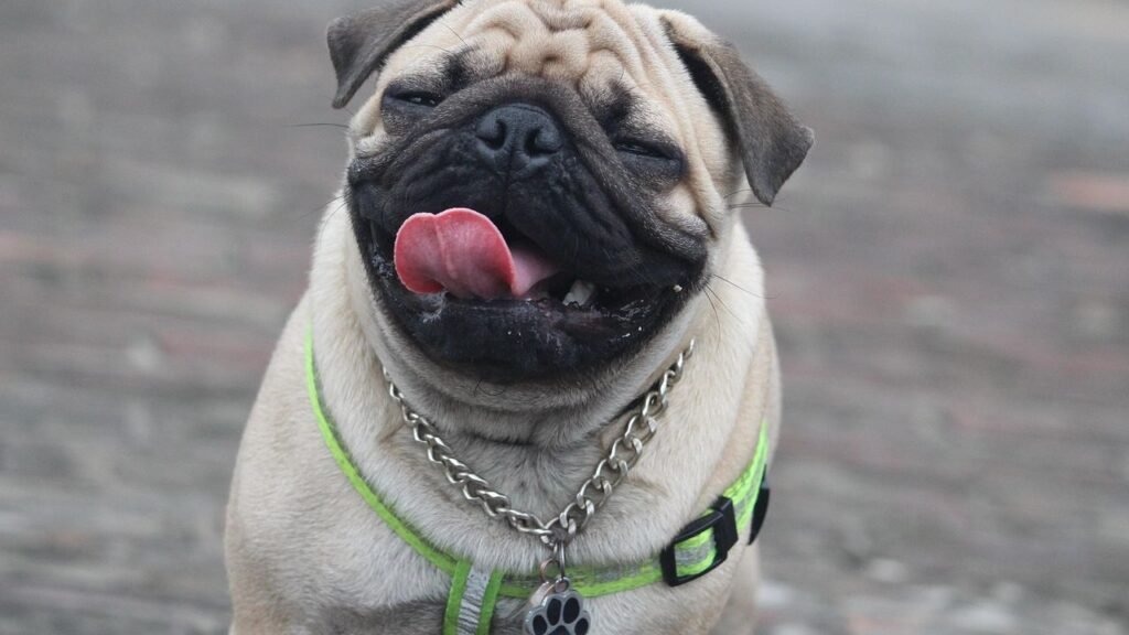 Why A Pug Can Be a Challenging Dog