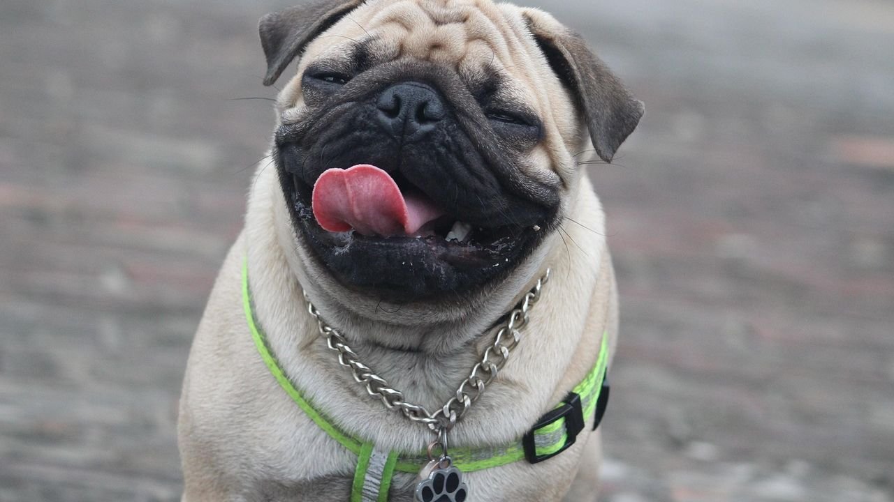 Why A Pug Can Be a Challenging Dog