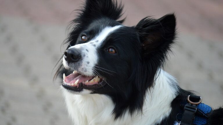 8 Breeds That Absorb Human Stress - and 4 That Ground You Instead