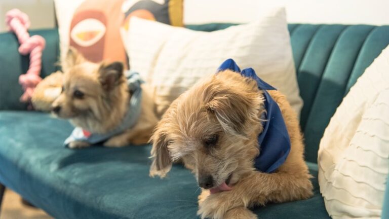 Stop Ignoring These 5 Subtle Signs Your Dog Is Trying to Tell You Something Important