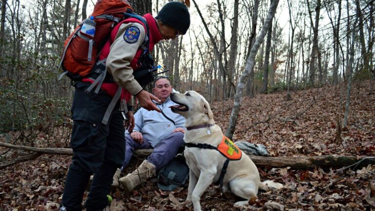 Vets Warn: These Common Training Methods Are Damaging Your Dog's Mental Health!