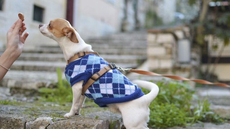 5 Common Dog Training Myths That Are Hurting Your Relationship