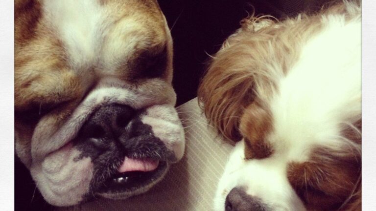 9 Dog Breeds That Excel at Being Part of a Multi-Pet Family