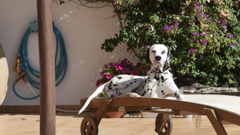 Stop Blaming Your Dog: It's Your Training Method That's Flawed!