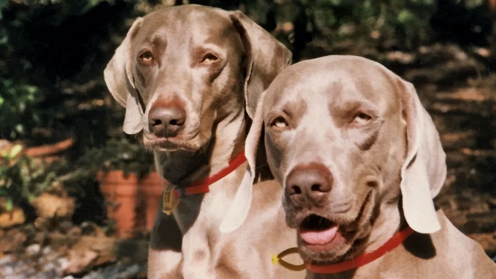 10 High Energy Dog Breeds That Quiet Homes Should Avoid