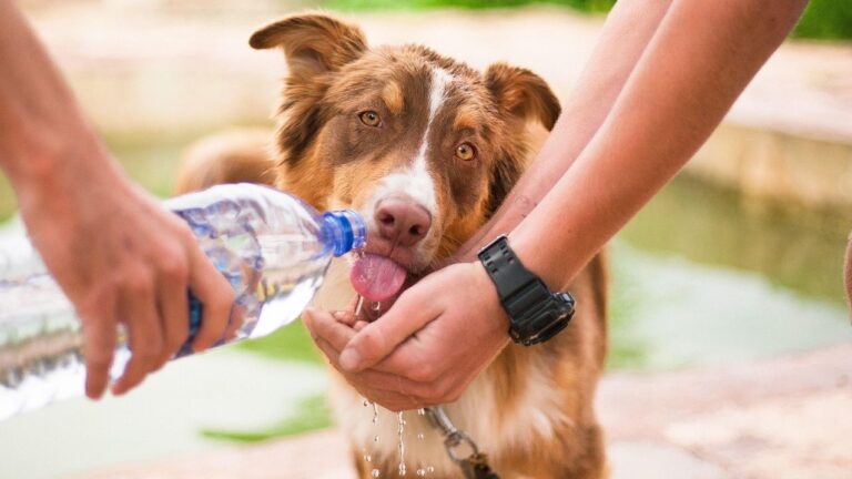 Puppy Rescued From Mud-Filled Drainage Pipe After Neighbors Hear His Cries for Help