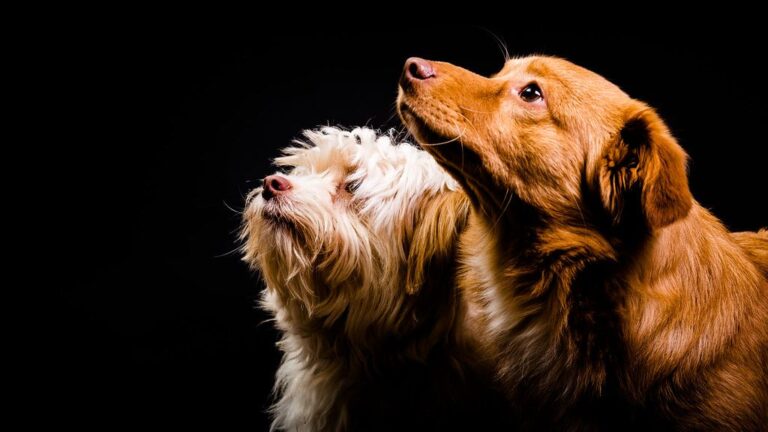 Dogs Can Show Neurodivergent Traits According To New Research