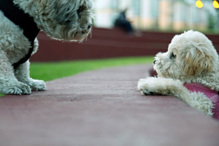 How to Stop a Puppy from Nipping