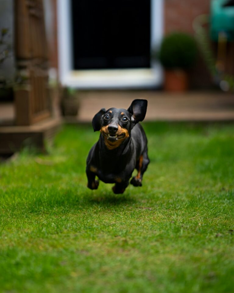 If You Need a Laugh, Read These Dog Jokes