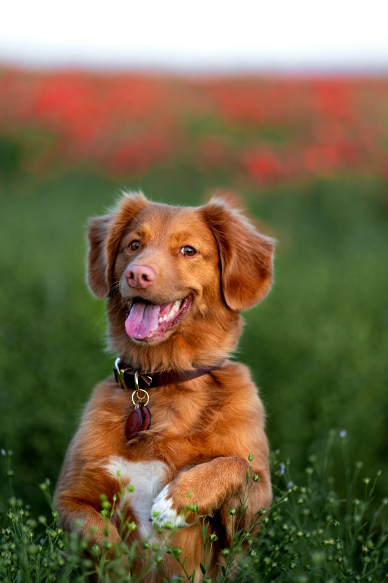 57 Interesting Dog Facts You’ll Be Repeating All Day