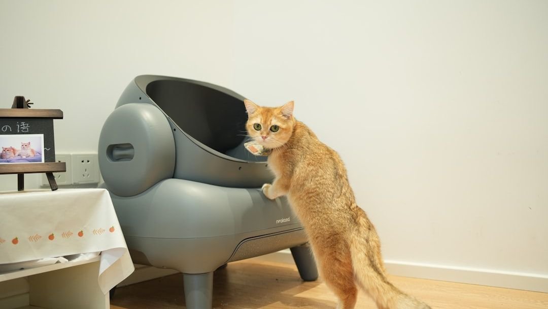 6 Reasons Your Cat Is Peeing Outside the Litter Box and How To Stop It