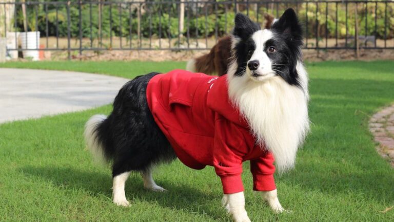 Should Dogs Be Dressed in Clothes
