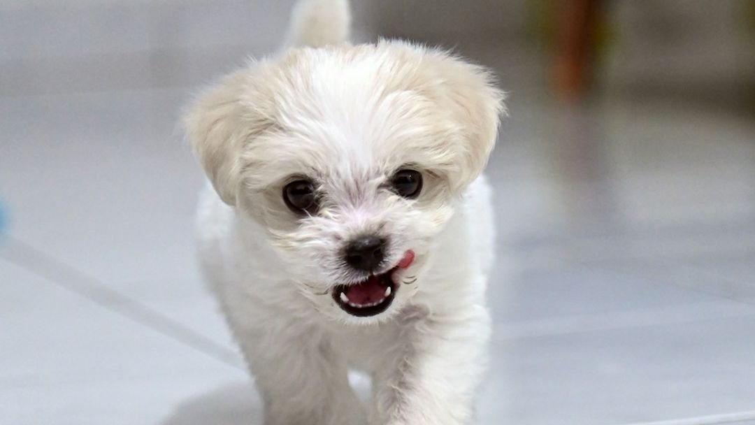 Are Small Dogs More Aggressive? Science Says Maybe The Surprising Reason
