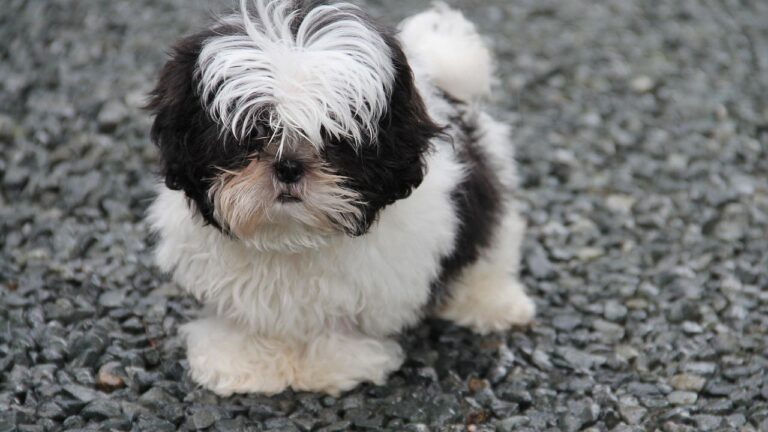 Life With a Shih Tzu: Endearing or Exhausting?