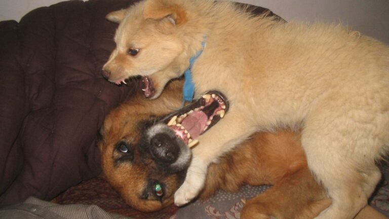 8 Signs Your Dog's Aggression Is Actually Fear-Based (And What You Can Do About It)