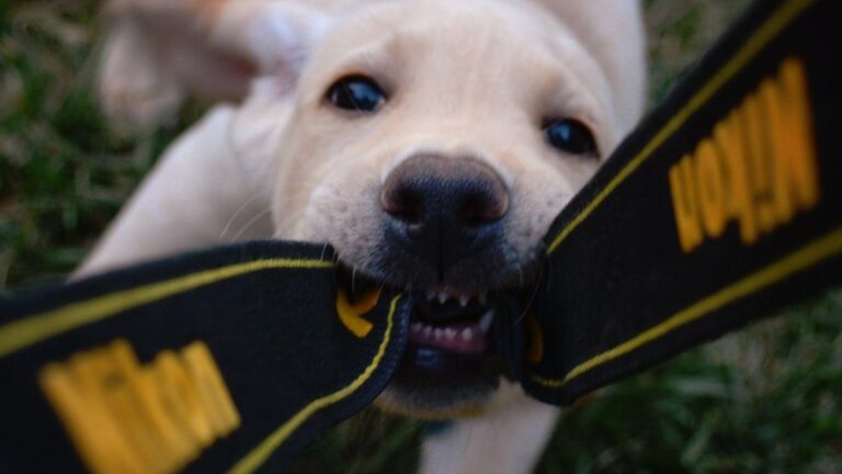 10 Things First-Time Dog Owners Learn the Hard Way (But You Don't Have To)