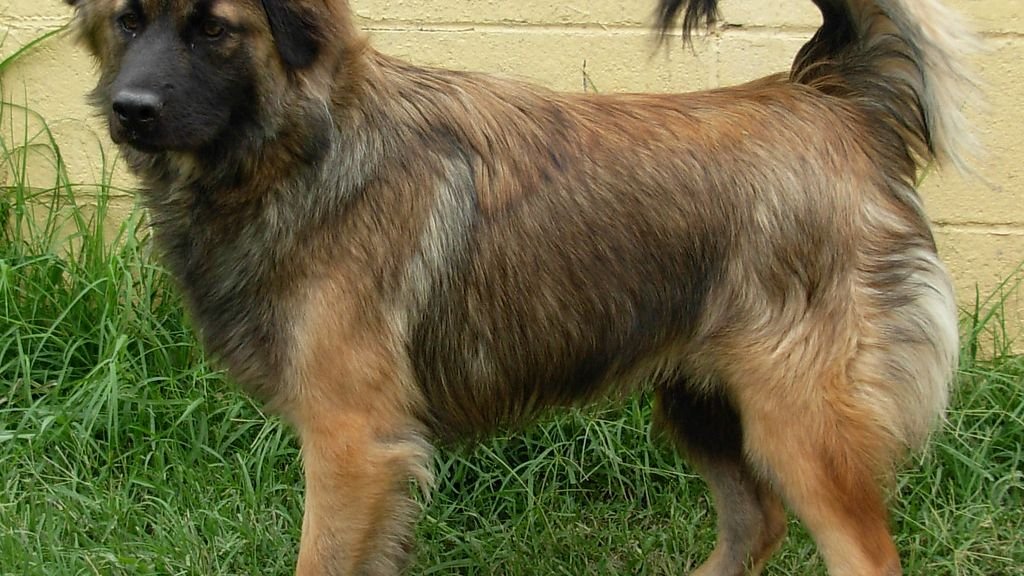 12 Dog Breeds That Need Constant Mental Stimulation (Or They'll Wreak Havoc at Home)