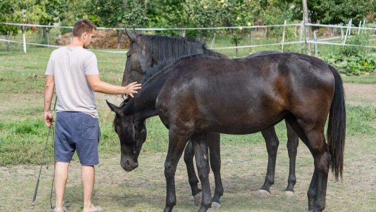 7 Ways to Instantly Improve Your Horse's Mood and Wellbeing