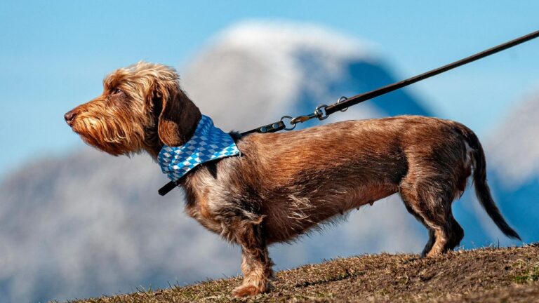 Are You Accidentally Encouraging Your Dog's Bad Habits? Signs To Watch For