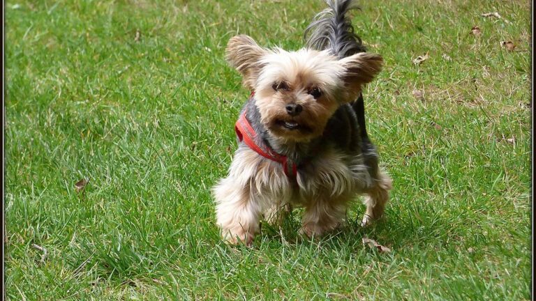 Your Dog's 'Zoomies' Are More Than Just Energy – Here's What They Mean