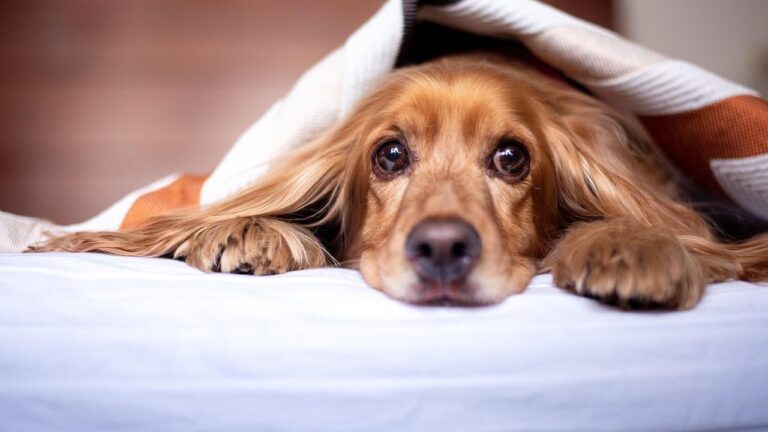 5 Common Training Methods That Might Be Hurting Your Dog's Confidence