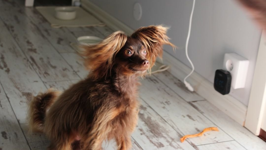 7 Everyday Household Noises That Can Actually Terrify Your Dog