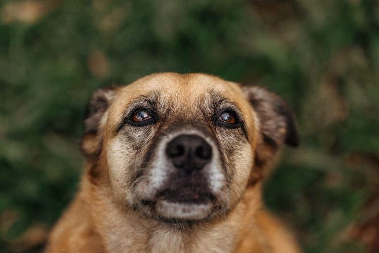 Animal Welfare Act Updates: What Changes Mean for Dog Lovers