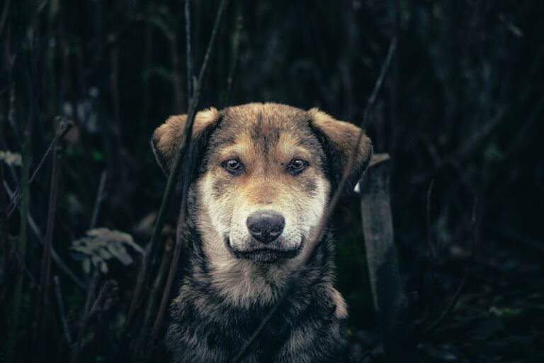 Dog News Headlines: Today’s Top Stories in the World of Canines