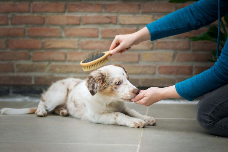 How to Stop a Puppy from Nipping
