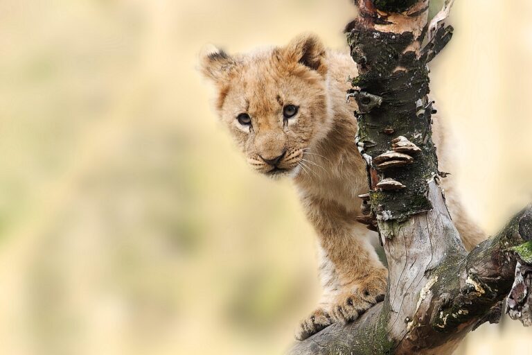 Biologists Work To Reunite Mountain Lion Cub Found Alone On California Roadway