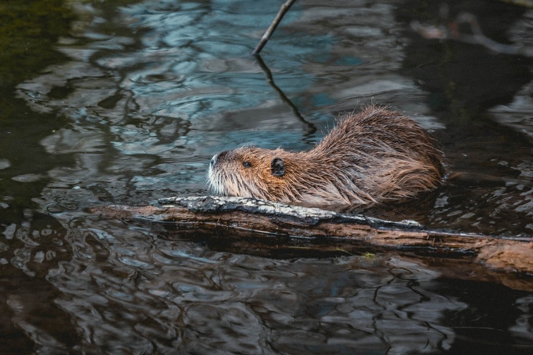Heroic Wildlife Rescue in Austin Saves Trapped Beaver at Water Facility