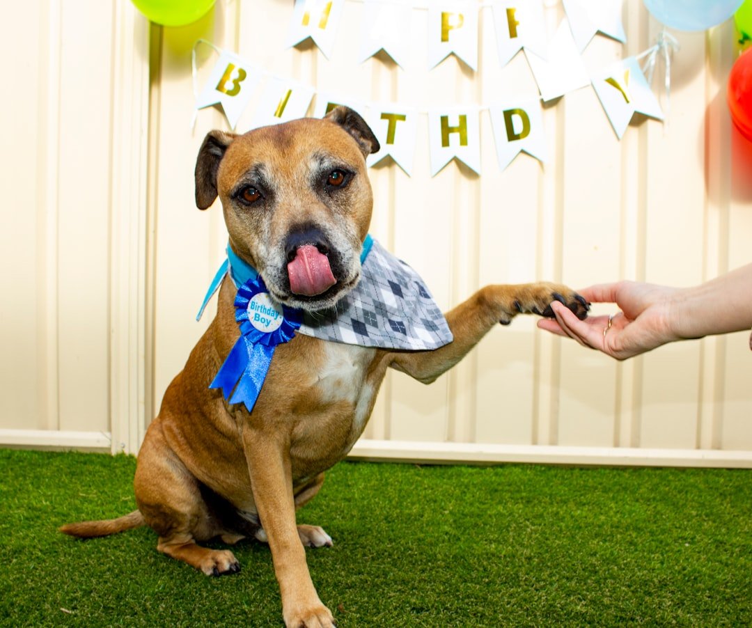 6 Common Reasons Dogs Lick Their Paws Excessively and Proven Ways to Help