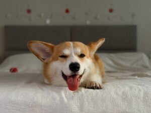 If Your Dog Scratches the Bed, Here’s What It Means
