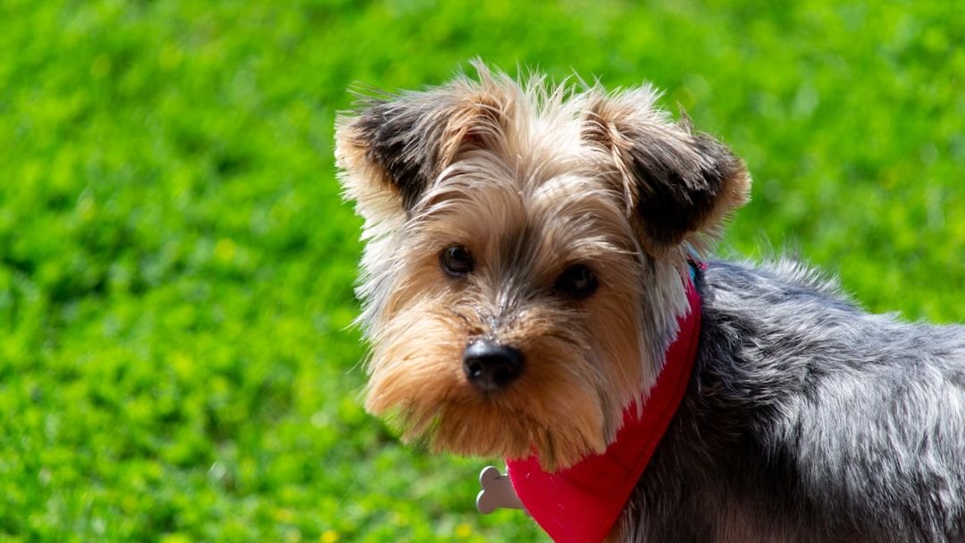 15 Breeds That Love You Loudly – And 5 That Love You in Silence