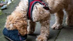 7 Canine Behaviors That Many People Punish But Are Actually Powerful Signs of Trust