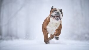 It May Be Too Cold To Walk Your Dog According To Vets